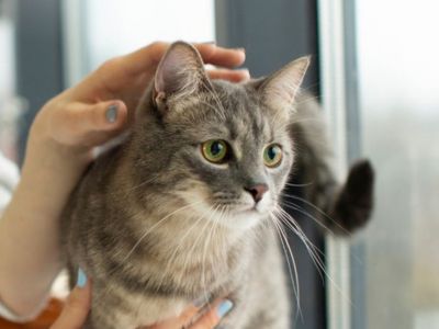 Cat being pet by a woman