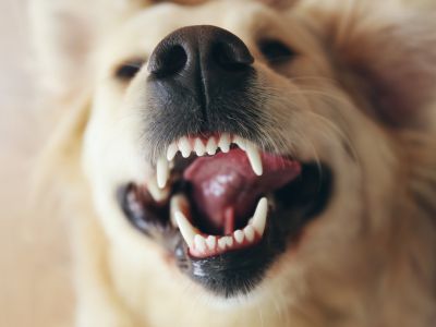 Dog smiling