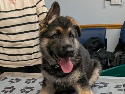 German Shepherd puppy on an exam table