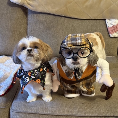 dogs in halloween costumes