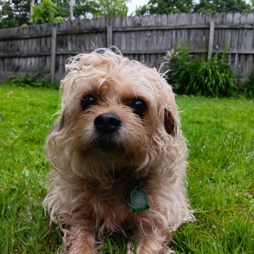 fluffy dog looking forward grass