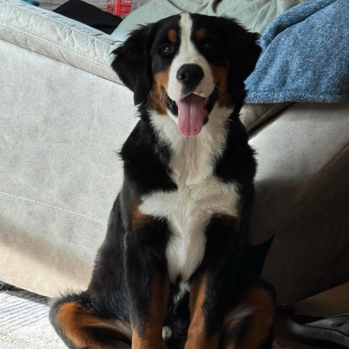 happy bernese mountain dog puppy