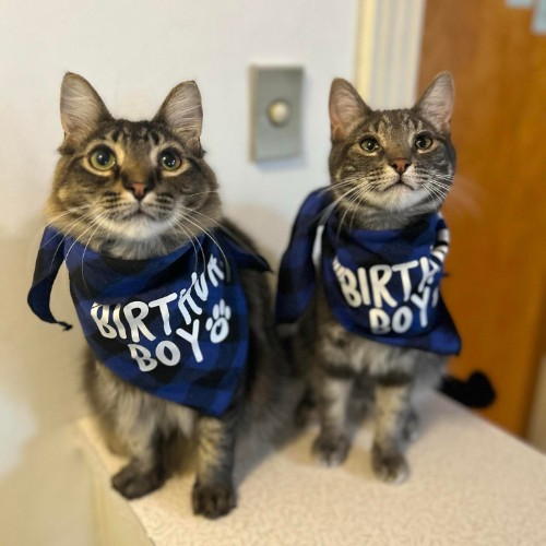 two cats birthday bandanas